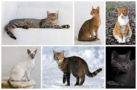 Most Popular Cat Breeds Today